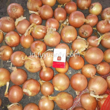 Bawang Kuning Segar Tanaman Baru Dijual